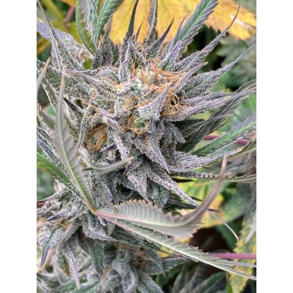 Bruce Lemon Diesel - Image 4