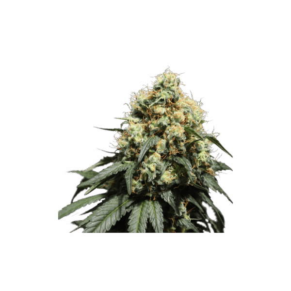 Bruce Lemon Diesel - Image 5