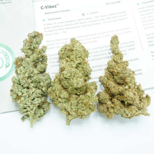 C-Vibez - Image 3