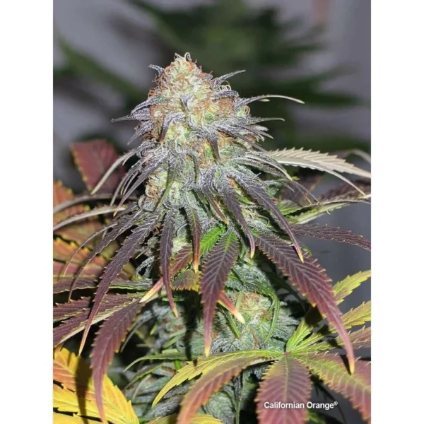 Californian Orange - Image 4