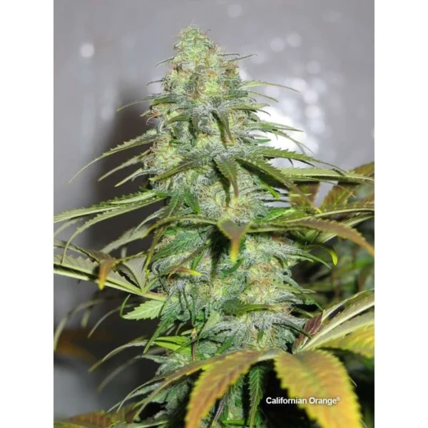 Californian Orange - Image 3