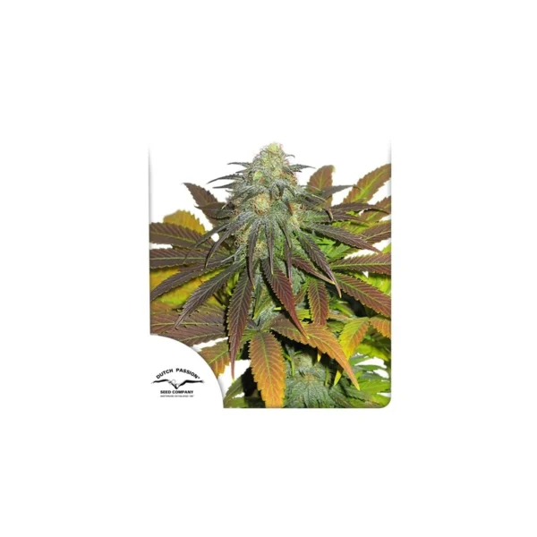Californian Orange - Image 2