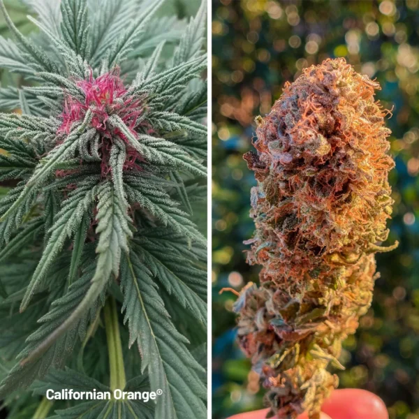 California Orange - Imagem 2