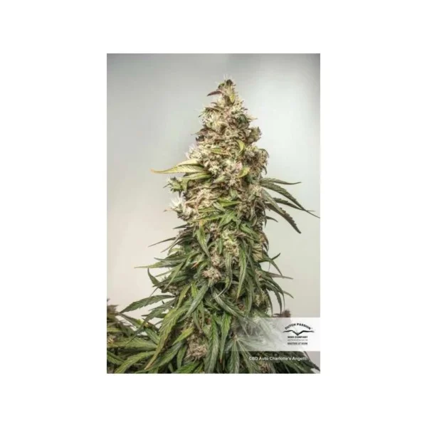CBD Auto Charlotte’s Angel - Image 3