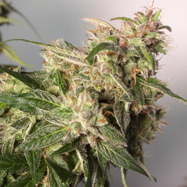 CBD Auto Charlotte’s Angel - Image 2