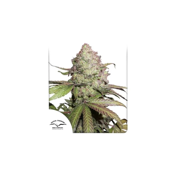 CBD Auto Charlotte’s Angel - Image 4