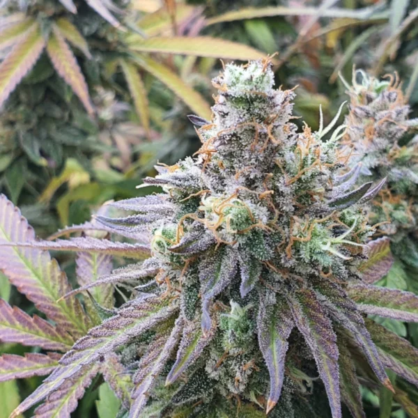 CBD Charlotte´s Angel - Image 3