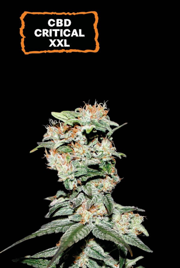 Cbd Critical XXL