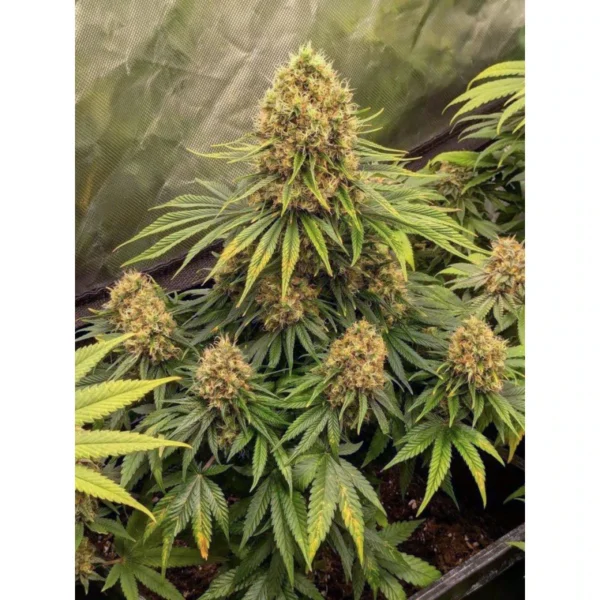 CBD Mazar - Image 2