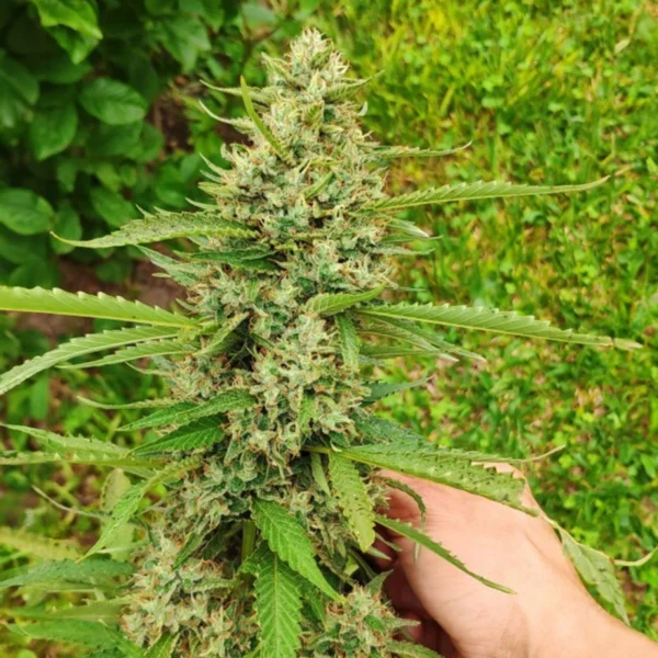 CBD Mazar - Image 3