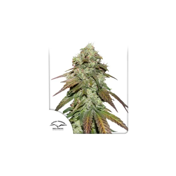 CBD Mazar - Image 4