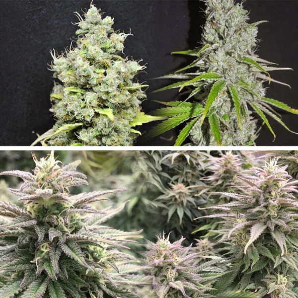 CBD Skunk Haze - Image 2