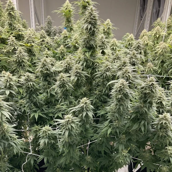 CBD Skunk Haze - Image 3
