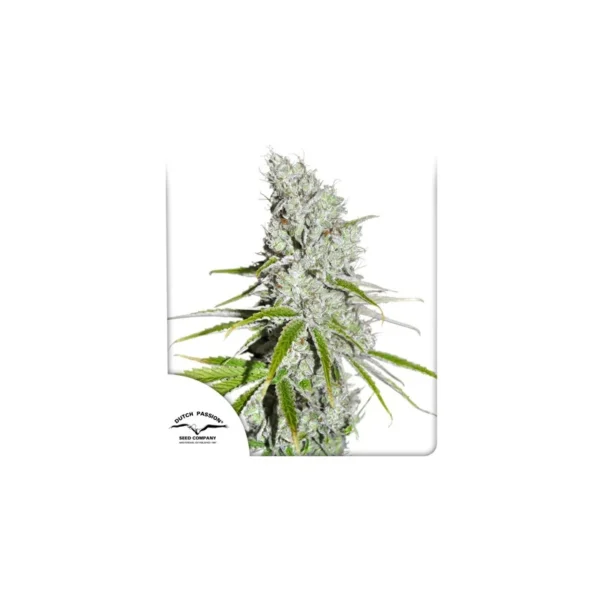 CBD Skunk Haze - Image 4