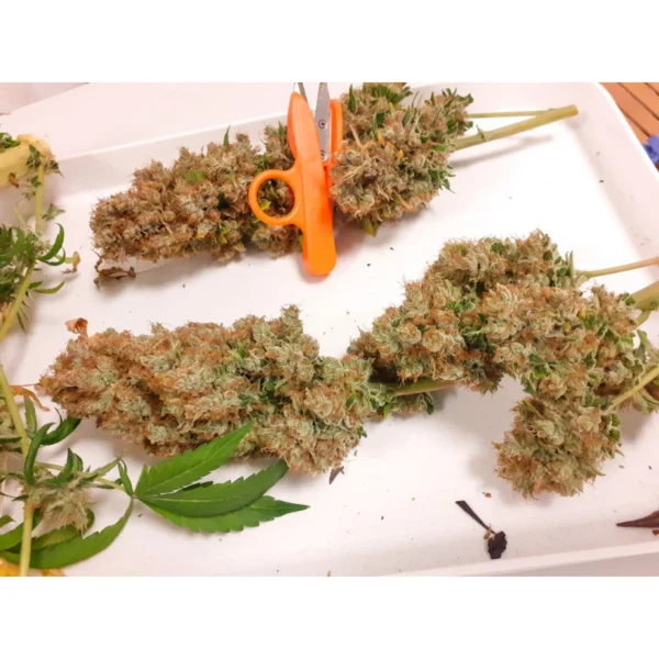 CBG Force - Image 3