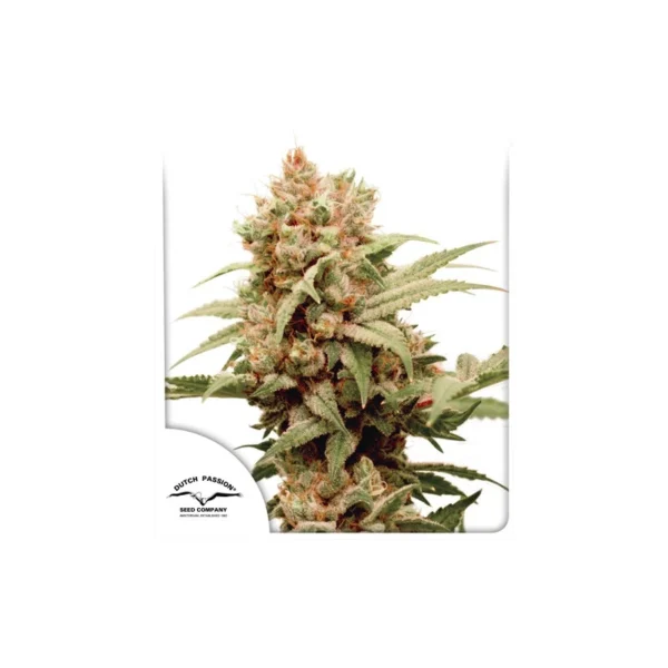 CBG Force - Image 4