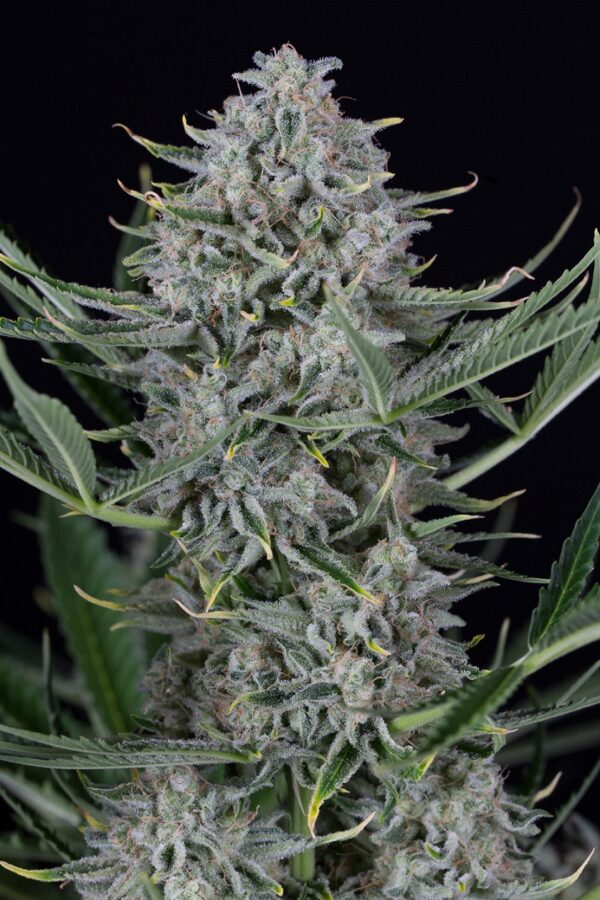 Cookies Auto - Imagem 3