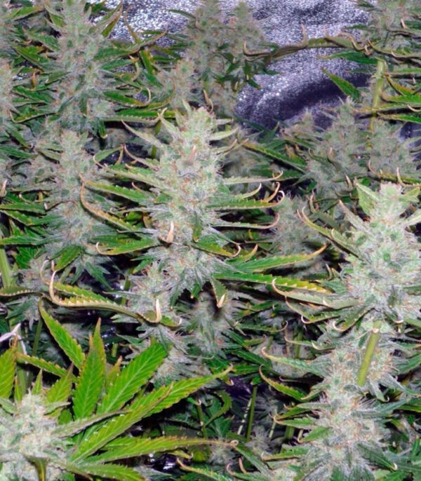 Cream Mandarine Auto - Imagem 2