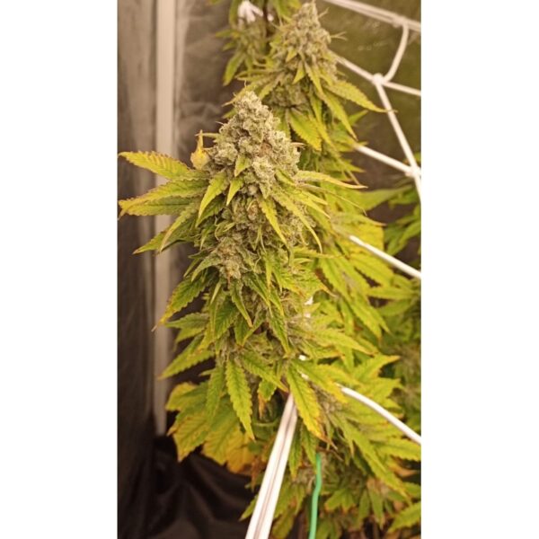 Crystal White Kush - Image 2