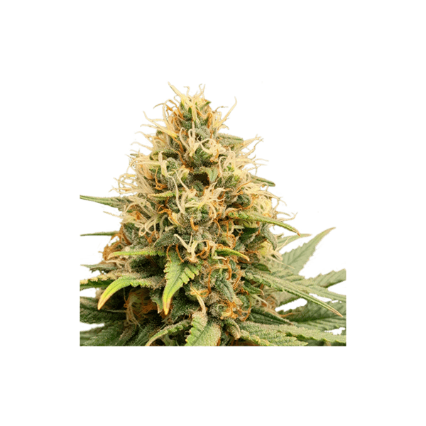 Crystal White Kush - Image 4