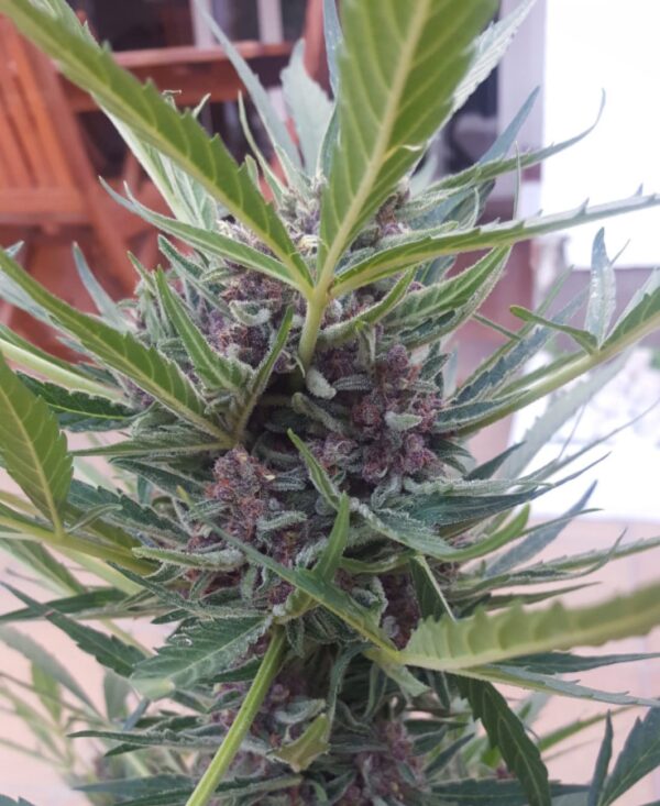 Purple Auto CBD 1:1 - Imagem 2