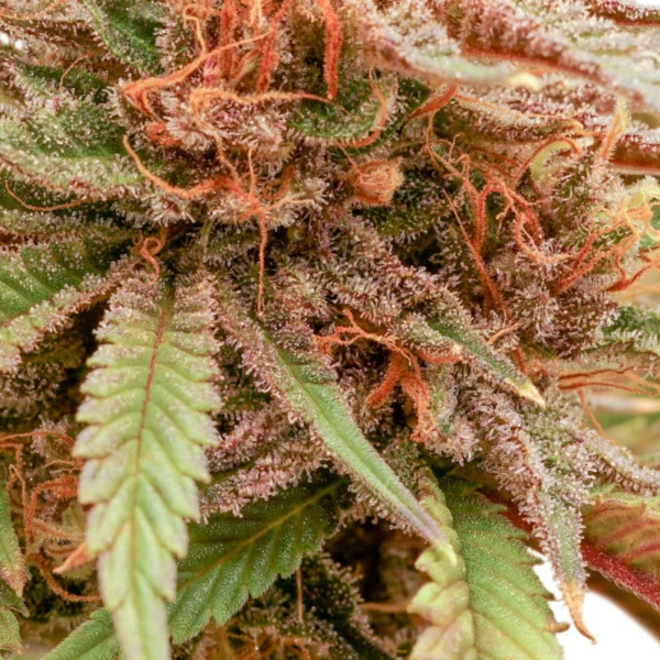 Durban Dew - Image 2