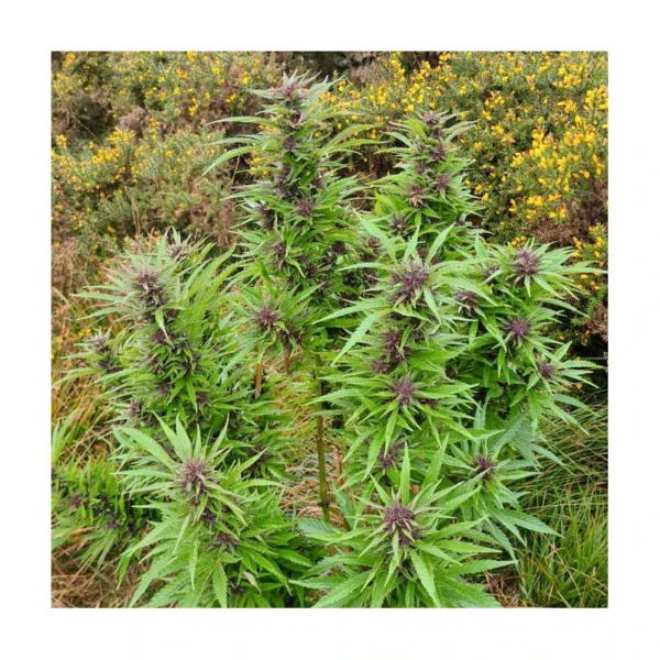 Durban Dew - Image 3
