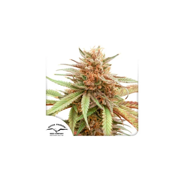 Durban Dew - Image 4