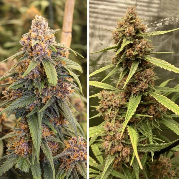 Durban Poison - Imagem 3