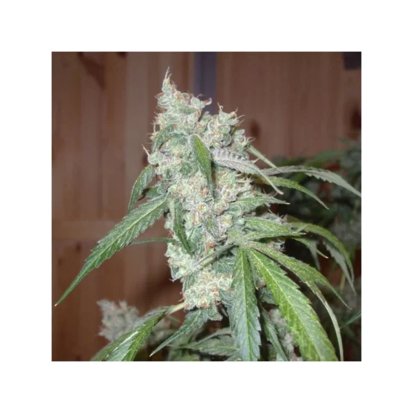 Euforia - Image 4