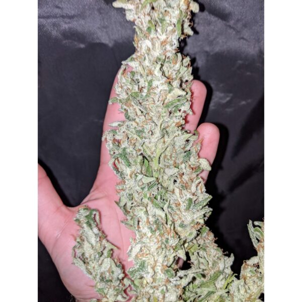 Auto Fat Pete´s Cookies - Imagem 2