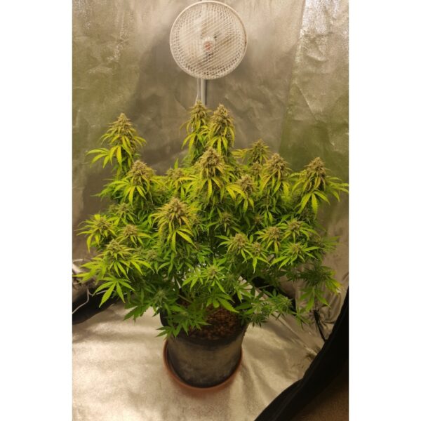 Auto Fat Pete´s Cookies - Imagem 3