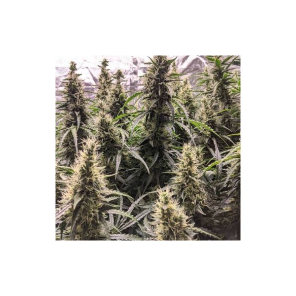 Auto Fat Pete´s Cookies - Imagem 4