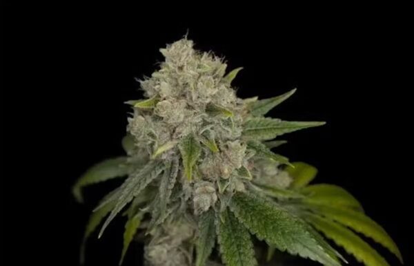 Forbidden Zkittlez - Imagem 2