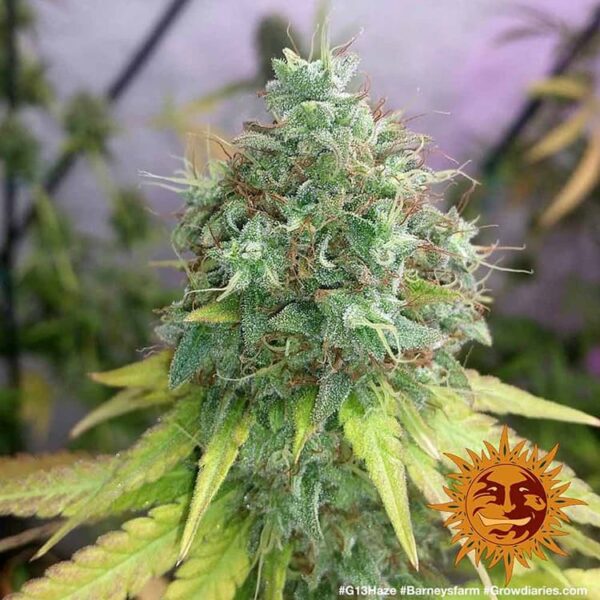 G13 Haze - Image 2