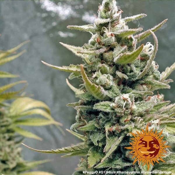 G13 Haze - Image 3