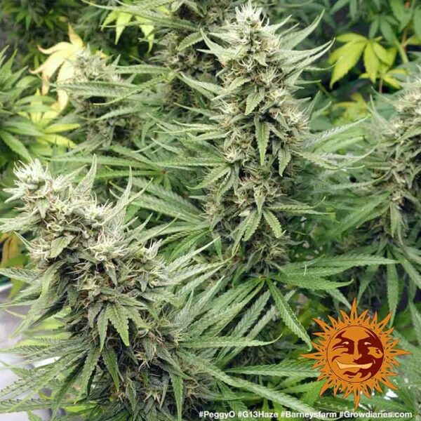G13 Haze - Image 4