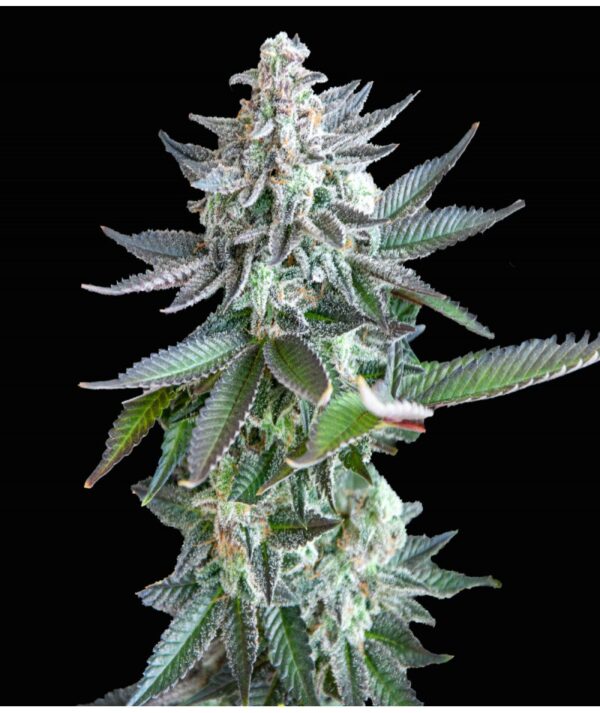 Gelato Gorilla x Zkitlez Auto - Image 2