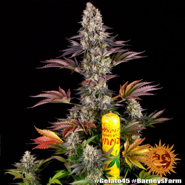 Gelato #45 - Image 4