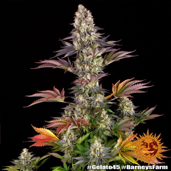Gelato #45 - Image 3