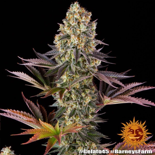 Gelato #45 - Image 2