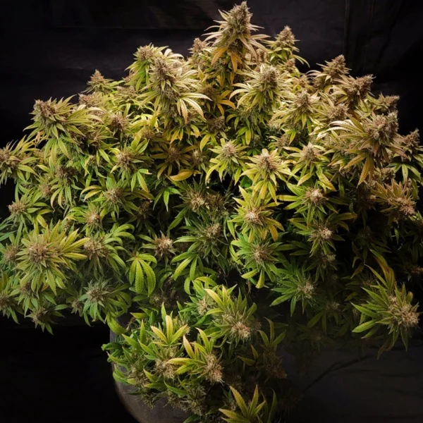 Glueberry O.G. - Image 3