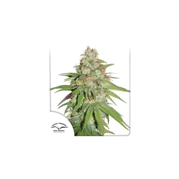 Glueberry O.G. - Image 5