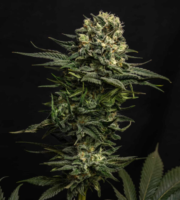 GMO - Imagem 2