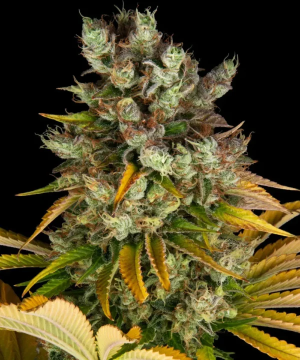GMO - Imagem 3