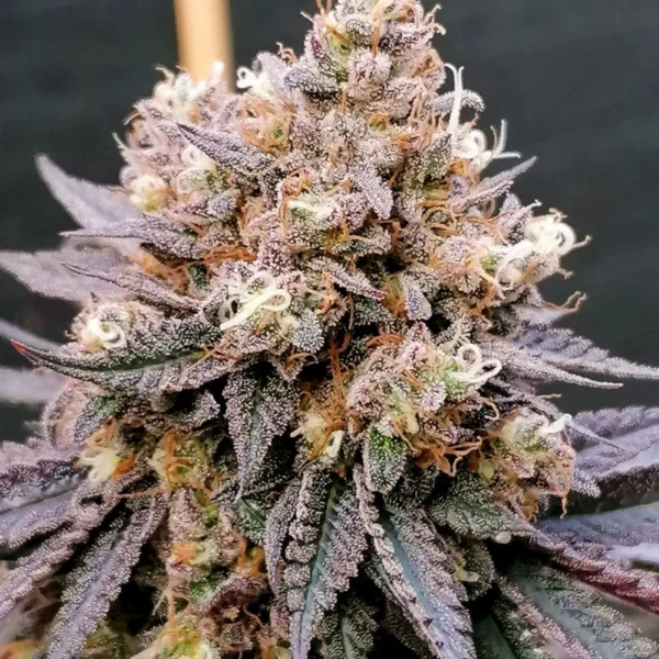 GMO Fast - Image 3