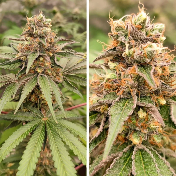 GMO Fast - Image 4