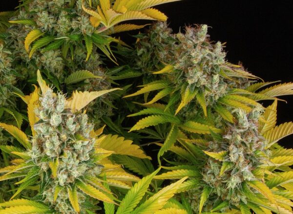GMO - Imagem 4
