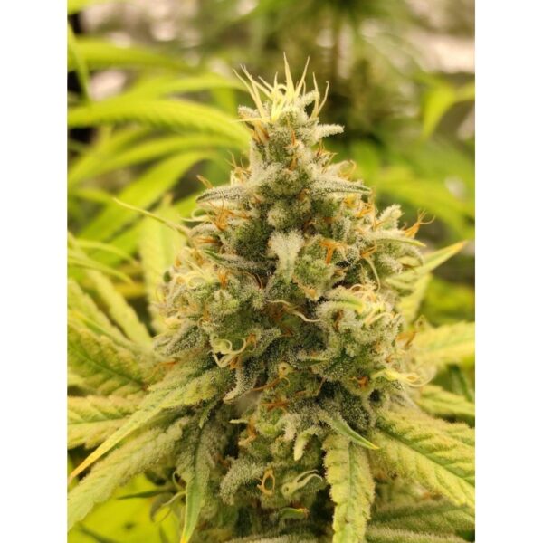 Gorilla Super Glue - Image 2