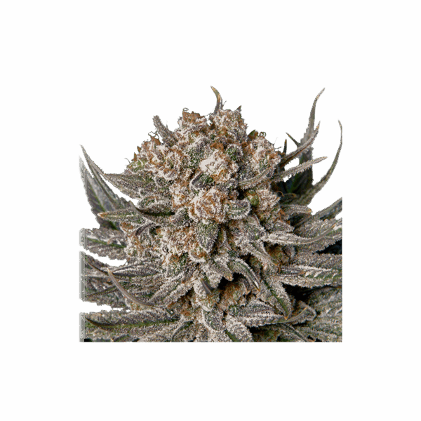 Gorilla Super Glue - Image 3